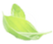 basil leaves